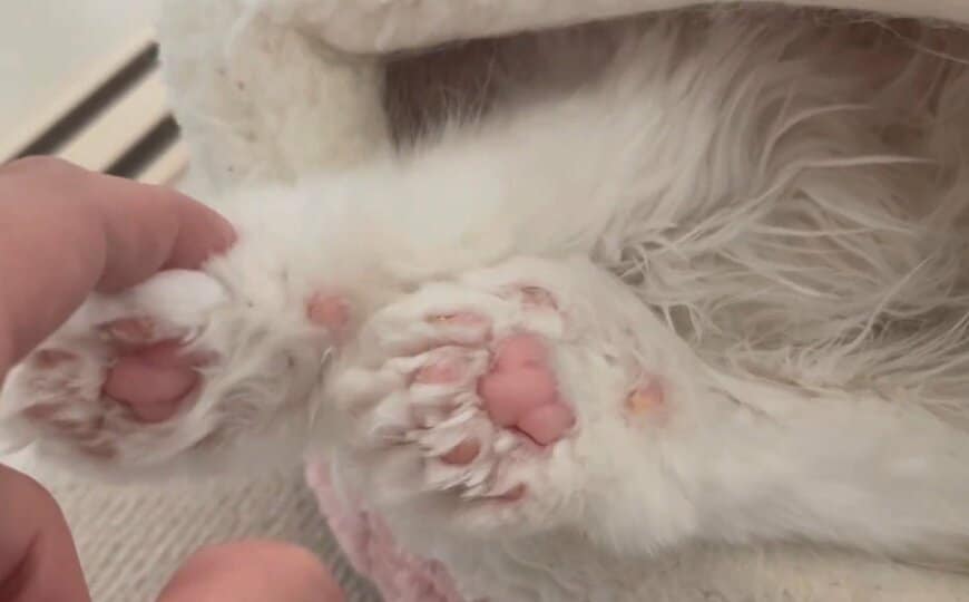 出所：@wataneko_tsuki