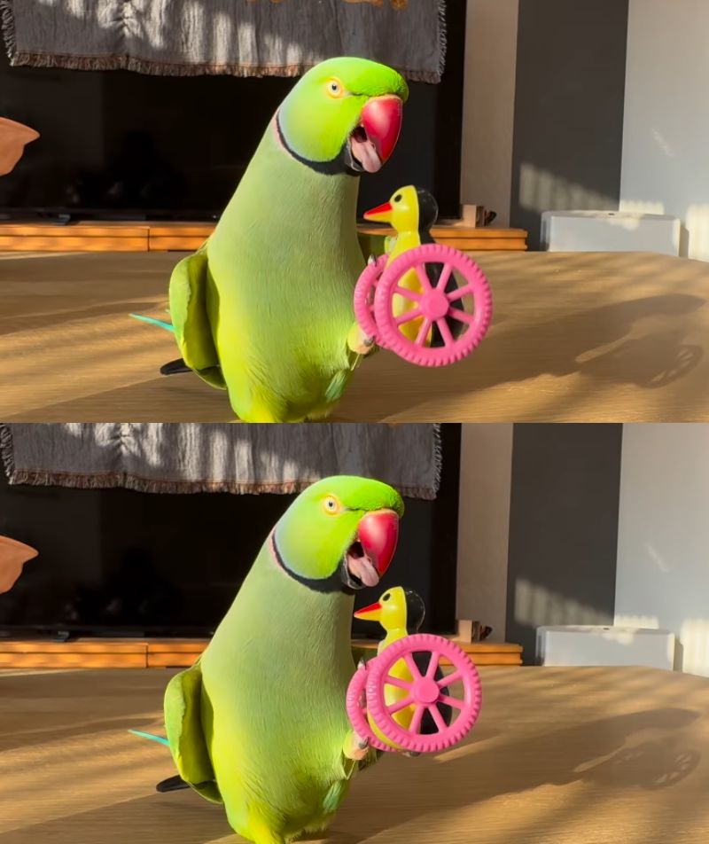 出所：@zundamame_cockatiel