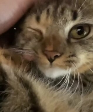 出所：@nekokamasu