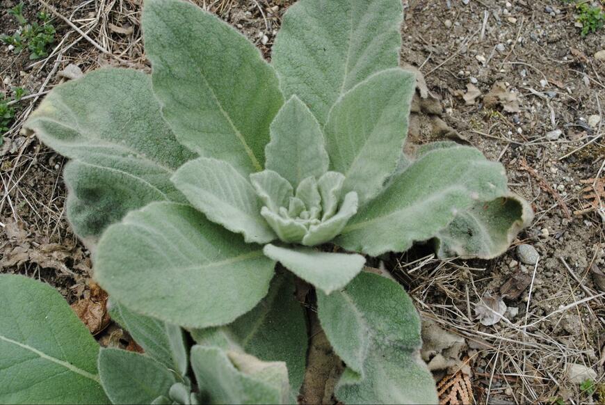 Corinne Prado/shutterstock.com