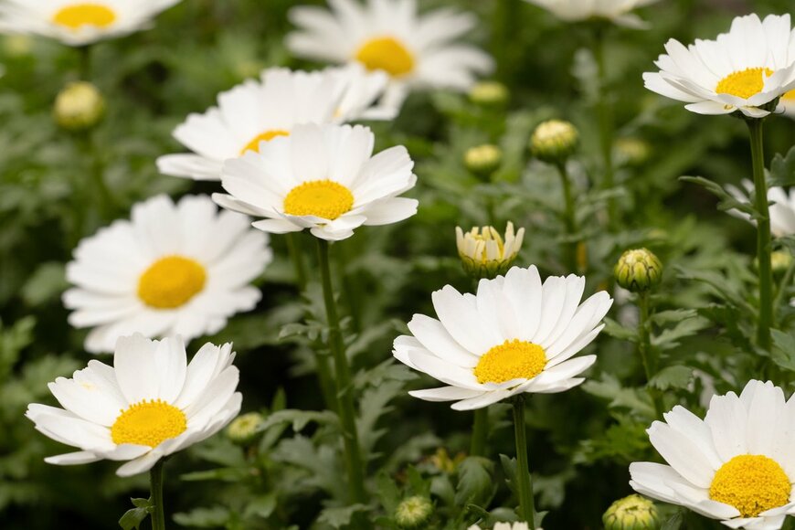 yoshi0511/istockphoto.com