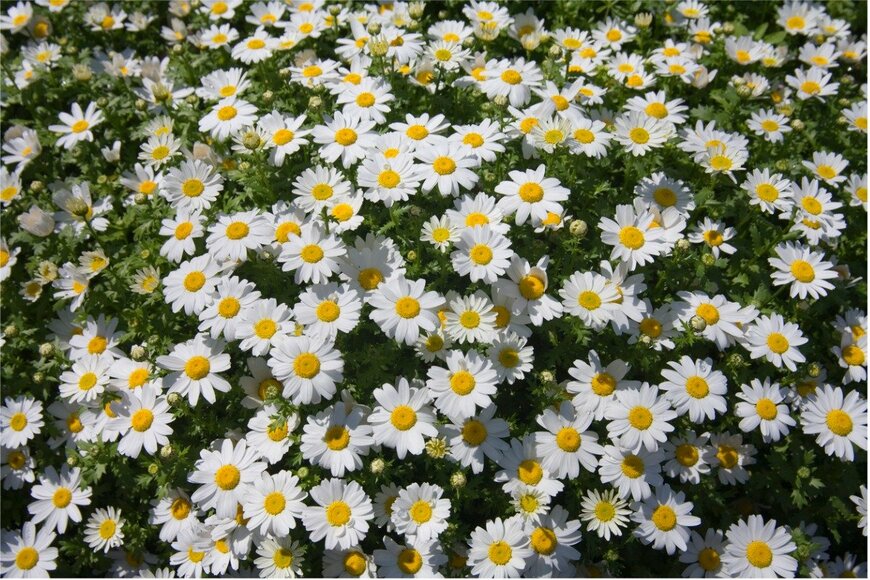 ノースポール　Hana-Photo/istockphoto.com