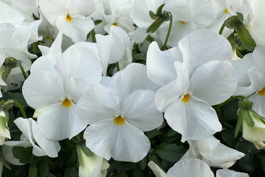 Tanya Vasilek/shutterstock.com