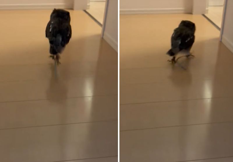 出所：@purinon2929k