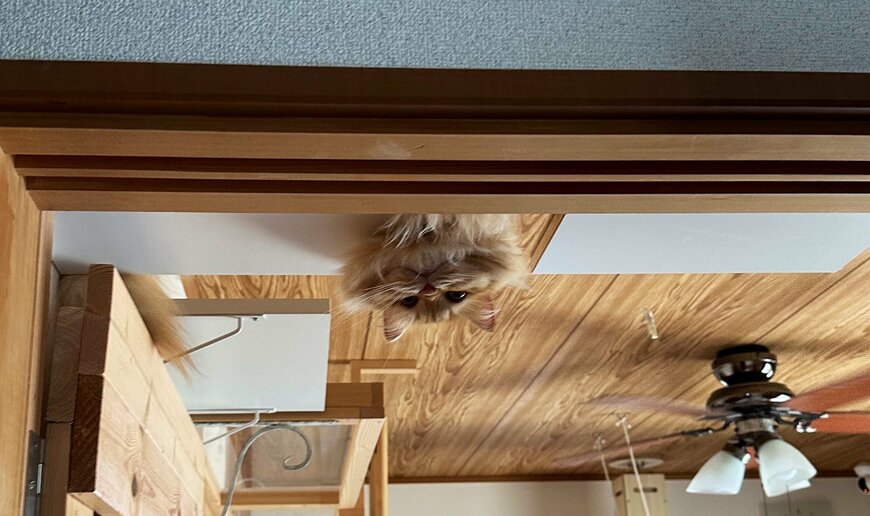 出所：@NEKOLAND13