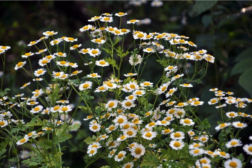 シロバナムシヨケギクの別名は「除虫菊」（Orest lyzhechka/Shutterstock.com)