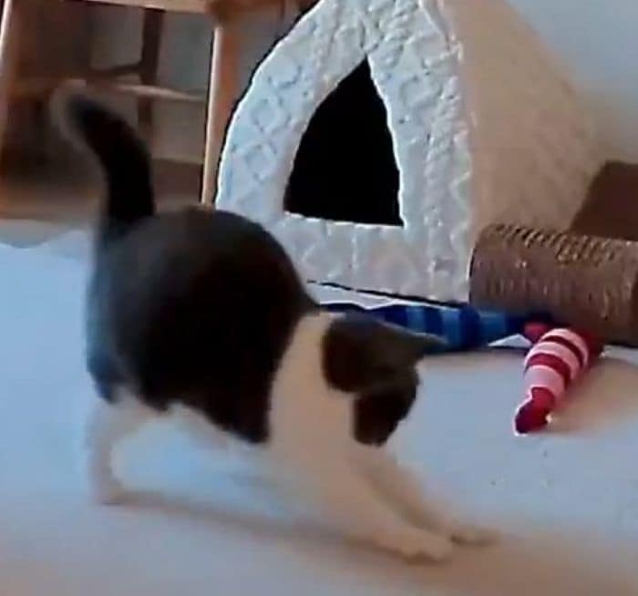 「いや歩きすぎだろ」遊んでいる猫の『珍しすぎる動き』に目を疑う