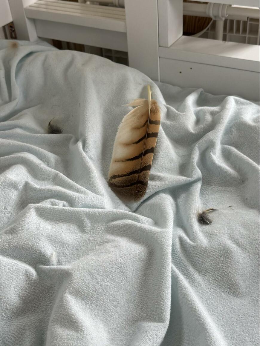 出所：@sibiricuslemon