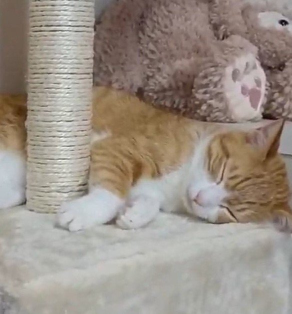 出所：@mero627puri914