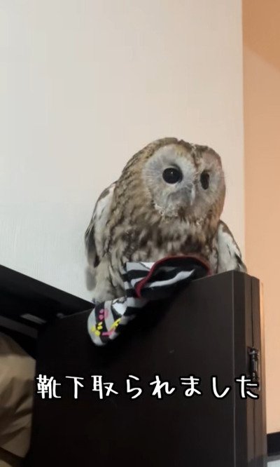 出所：@hitomimoko_reirukka