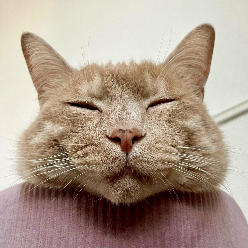 出所：＠Teagle_Noir