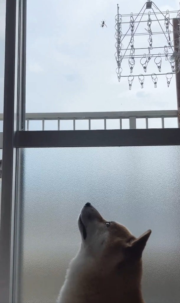 出所：@fufufufufu_ta