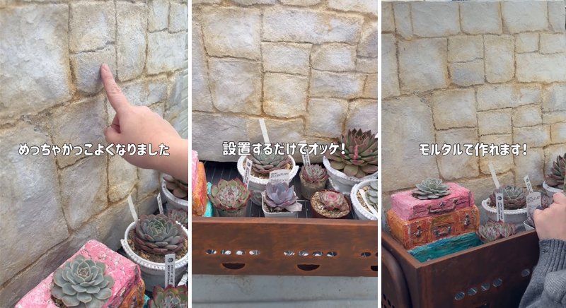 出所：＠taniku_succulents_life