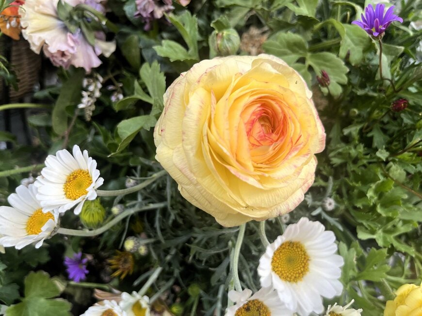 LIMOガーデニング部撮影