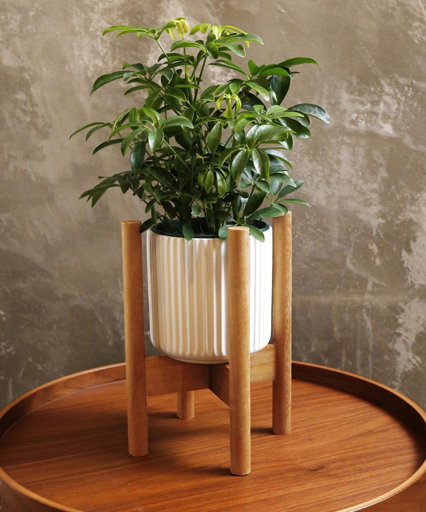 出所：パルグループ公式ファッション通販サイト　WOOD組み立て鉢スタンド
