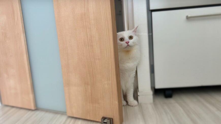 出所：@meltube_cat