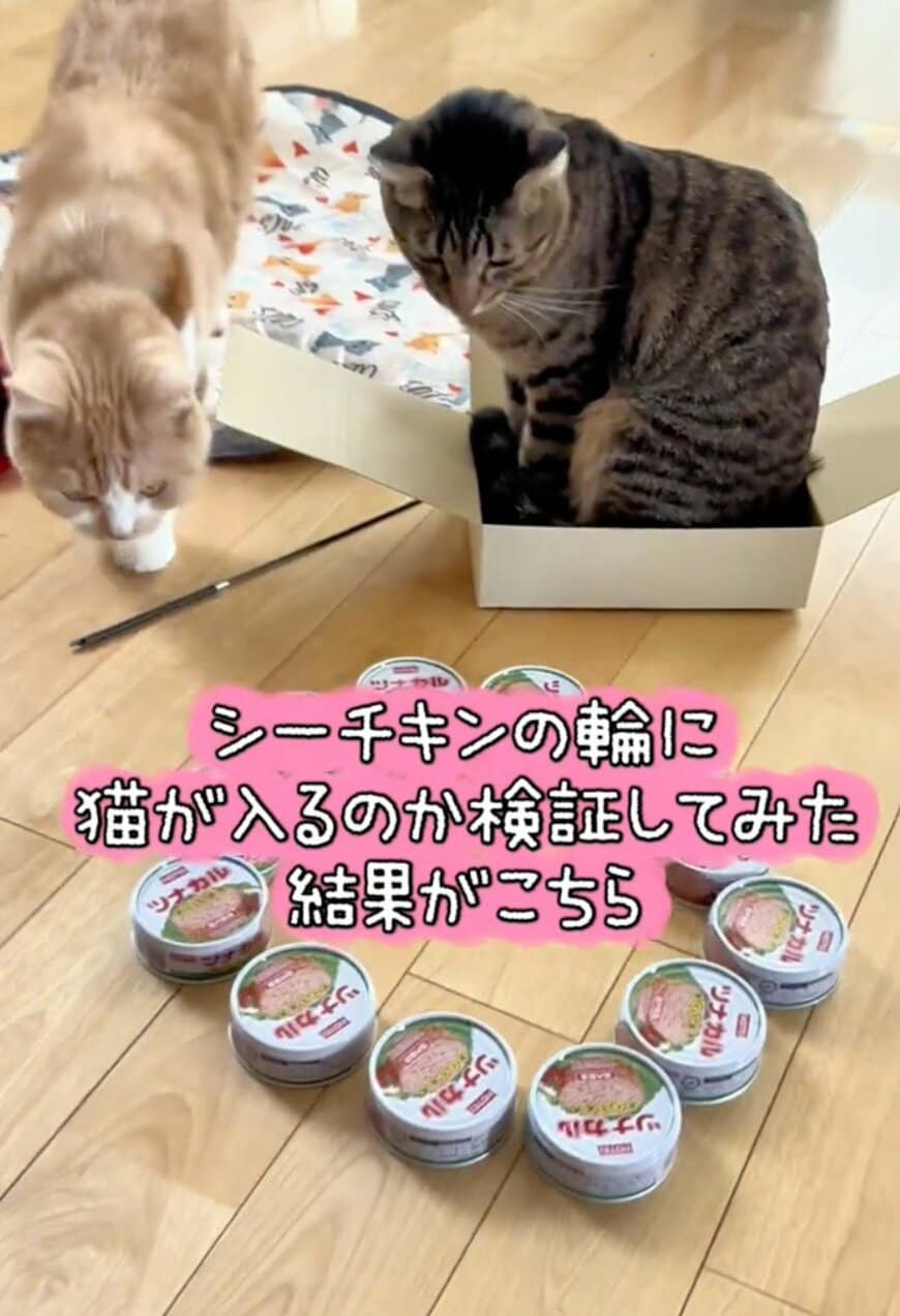 【どうして？】猫が〈ツナ缶の輪〉入るか検証すると→マイペースな行動に笑ってしまう