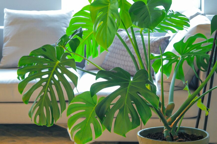 Sergey Cherviakov/shutterstock.com