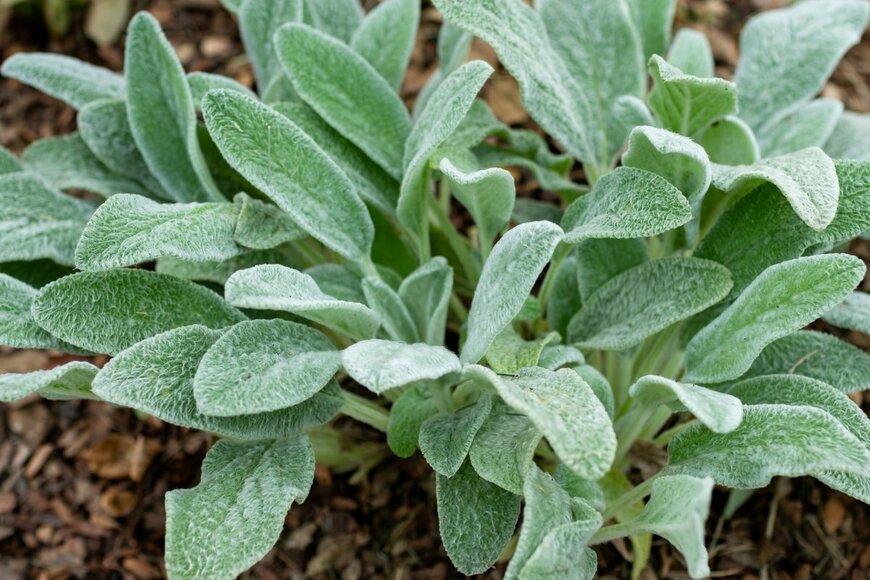 two K/shutterstock.com