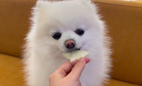 好物の「キャベツ」を食べたポメラニアンの表情に注目！「険しすぎるお顔」が可愛すぎる