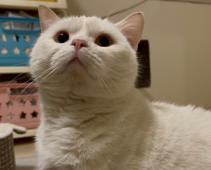 ツンツンされた猫ちゃん　分かりやすい反応に「不本意そうなお顔も可愛い」の声