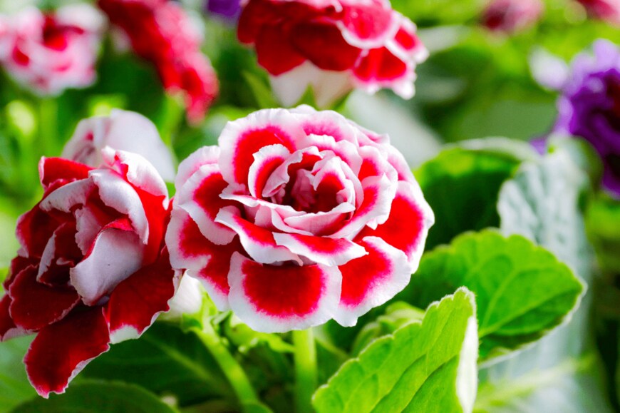 lalanaw/shutterstock.com