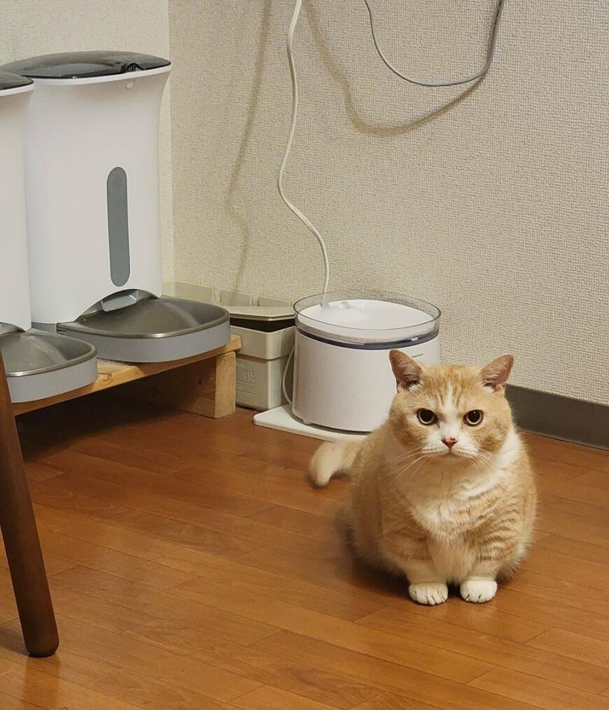 出所：@nekotansoku