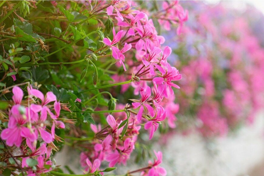 Konoplytska/istockphoto.com