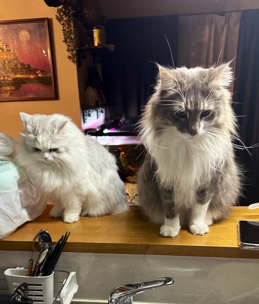 出所：@NEKOLAND13