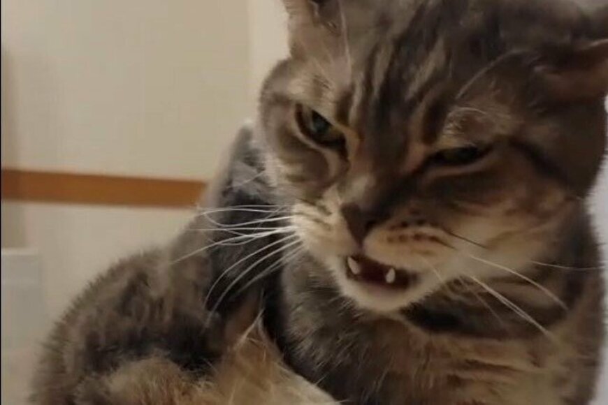 Twitterで話題の面白かわいい表情の猫