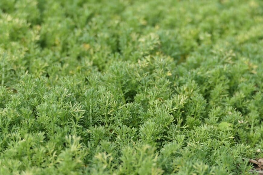 ノンフラワーカモミール