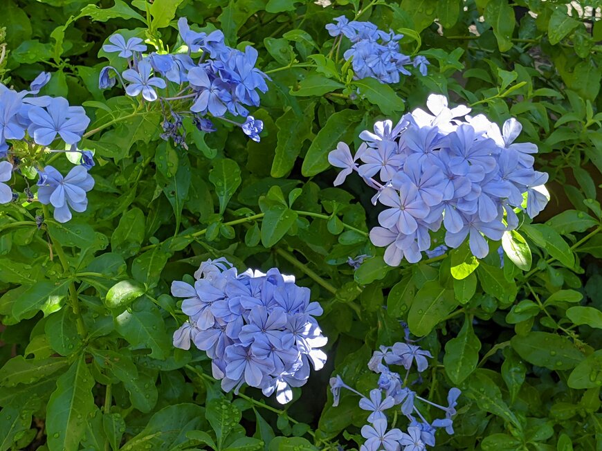 淡いクリーム色やピンク色のクリスマスローズの花