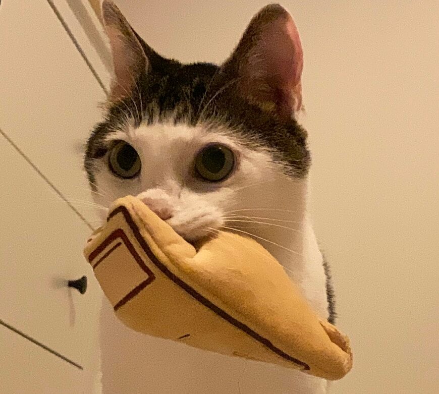 ぬいぐるみと猫