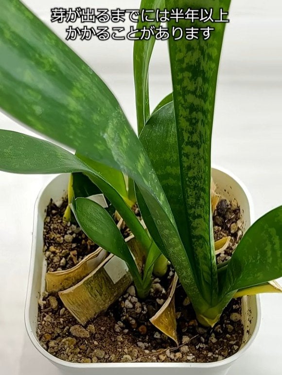葉挿ししたサンセベリアが成長している様子
