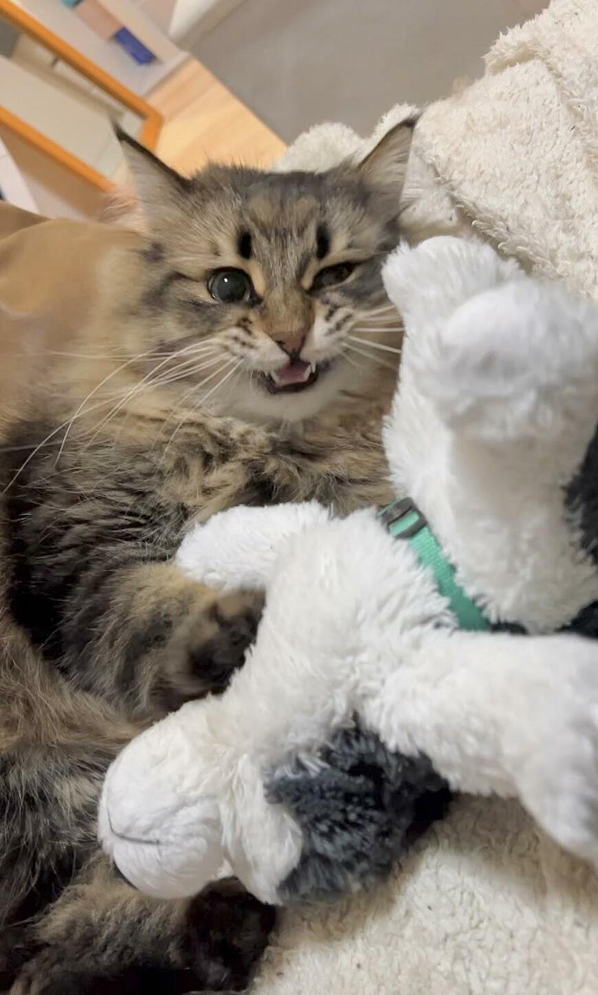 ぬいぐるみと猫