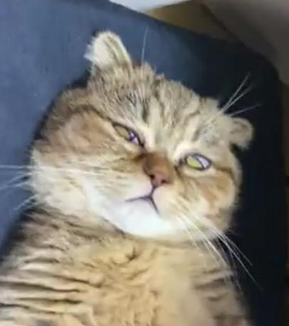 薄目を開けて寝る猫