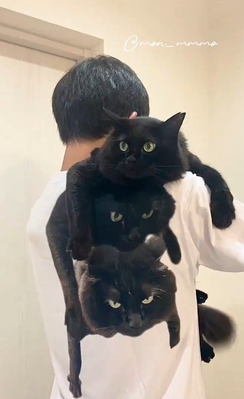 飼い主さんと猫