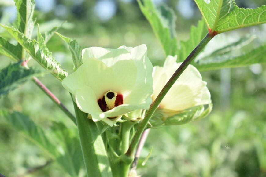 白い花を咲かせているオクラ