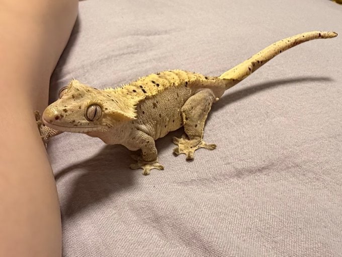 飼い主の足元までやってきたヤモリ