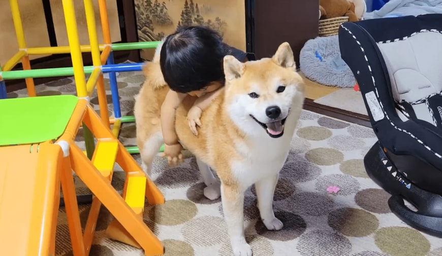 1歳児と柴犬