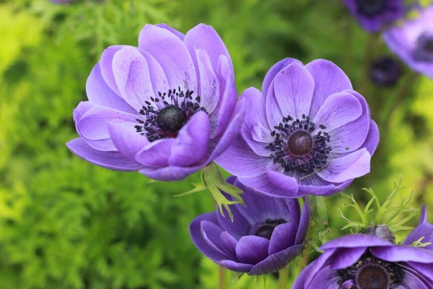 青紫色の花を咲かせている、アネモネ