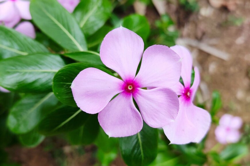 ピンクのビンカ（ニチニチソウ）の花