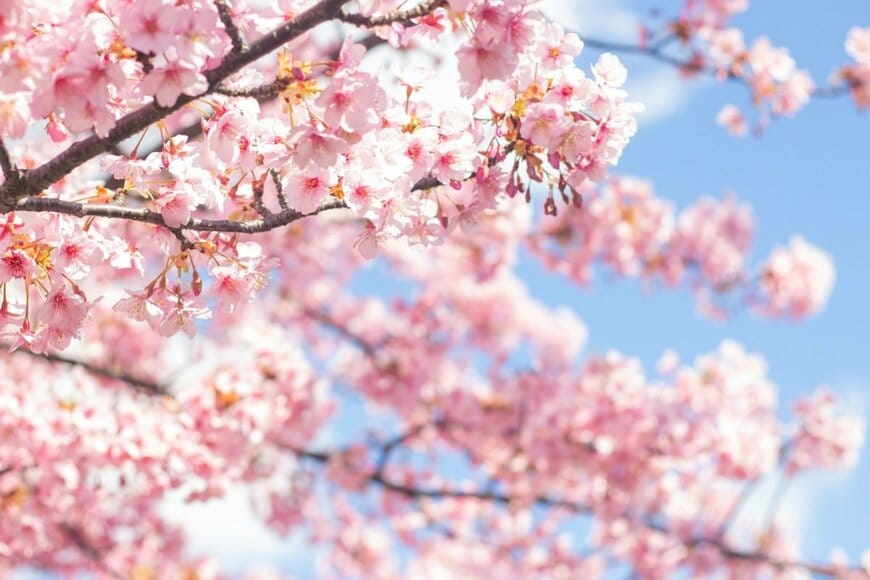 薄いピンク色の桜の花が満開