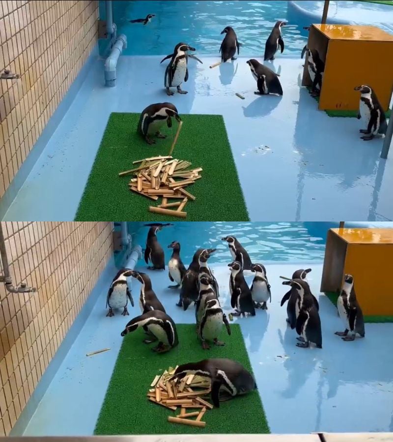 神戸市立王子動物園