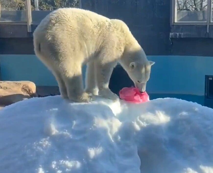 神戸市立王子動物園