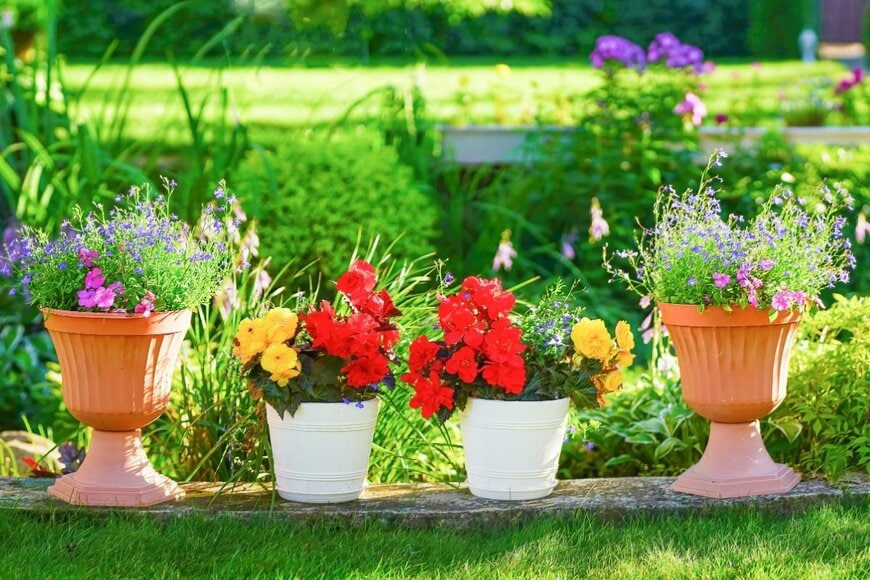 4つの植木鉢に入った花。真ん中の花は赤と黄色。両脇の花は紫。