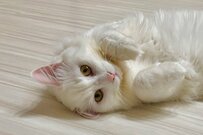 「休憩しなさい」元捨て猫さん、忙しい飼い主に見せた行動が話題