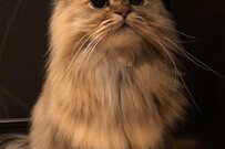 「オヤツの日」猫さんの健気な待ち姿が可愛すぎると話題に！