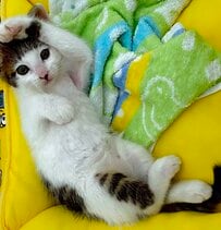 「目を閉じると変わる髪型」に悶絶！前髪を切りすぎた（？）保護猫さんが話題