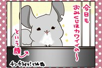 飼い主にワクチン接種の副反応…対するチンチラさんたちの反応が個性的すぎる！【チンチライフ114話】